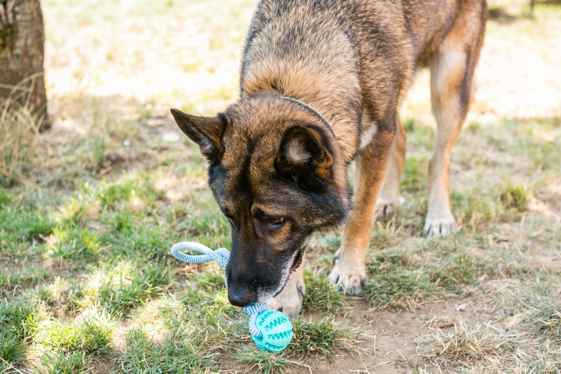 Rubber Ball Chew Toy with Cotton Rope | Dog Toy-2