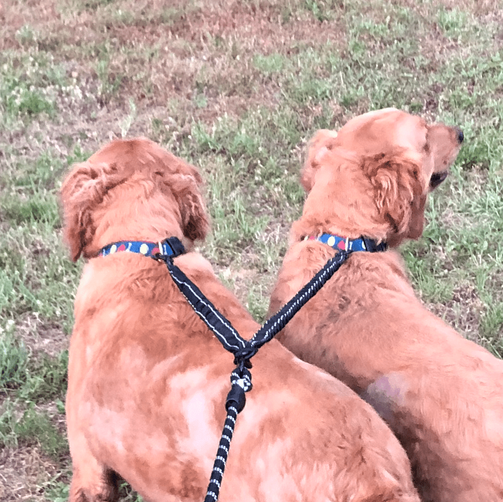 Dual Bungee Leash Add-On-0